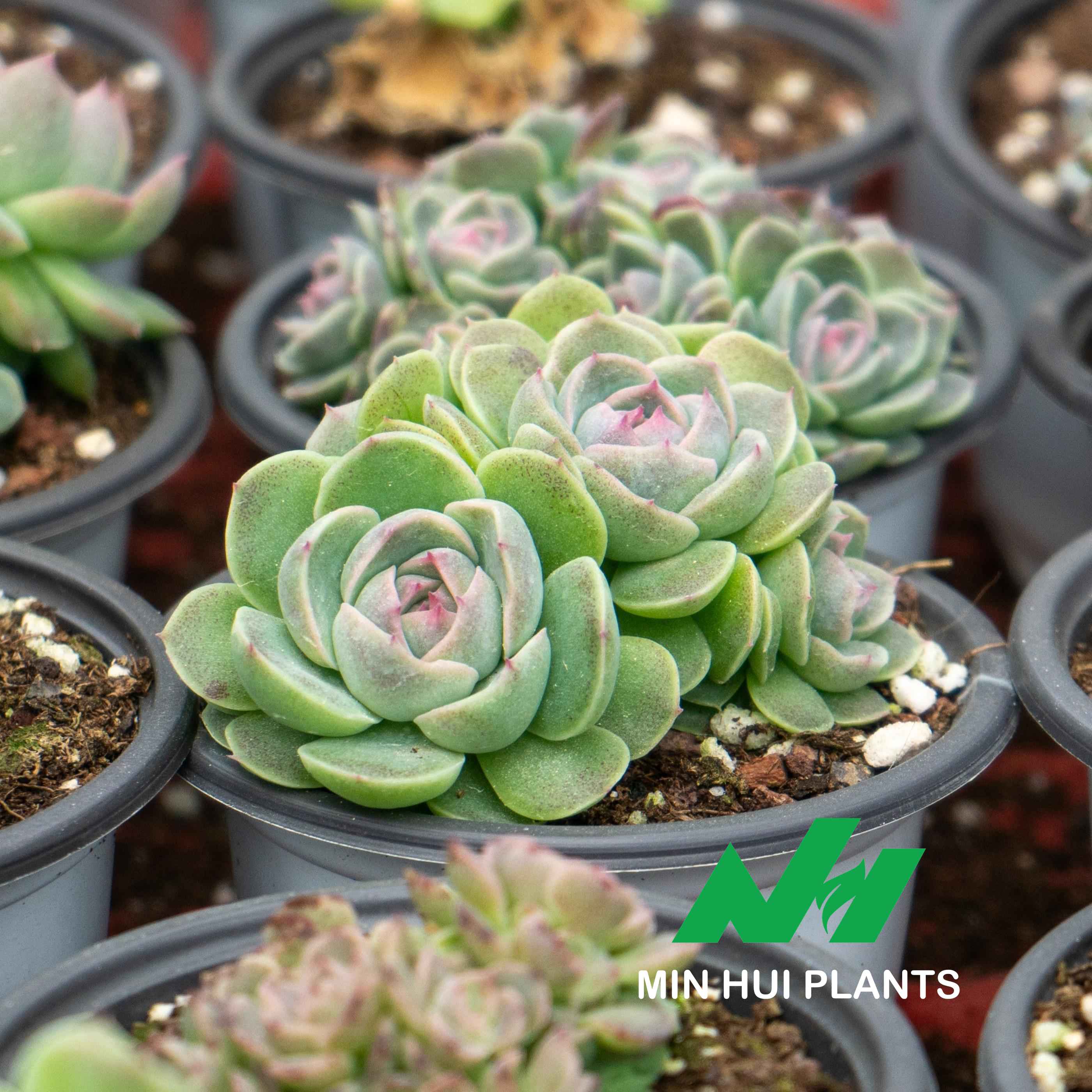 MinHui Plants-Mint Rosette